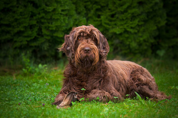 hunting dog, a pudelpointer, is lying down on the green lawn and guarded a ear from a red deer