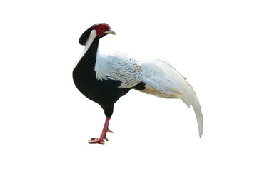 Silver Pheasant [Lophura nycthemera] Isolated on a White Background with Copy Text Space. Elegant Exotic Bird Element for Wildlife Posters, Cultural Themes, and Nature-Inspired Designs. PNG File
