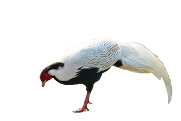 Silver Pheasant [Lophura nycthemera] Isolated on a White Background with Copy Text Space. Elegant Exotic Bird Element for Wildlife Posters, Cultural Themes, and Nature-Inspired Designs. PNG File