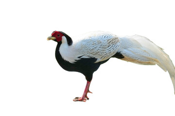 Silver Pheasant [Lophura nycthemera] Isolated on a White Background with Copy Text Space. Elegant Exotic Bird Element for Wildlife Posters, Cultural Themes, and Nature-Inspired Designs. PNG File