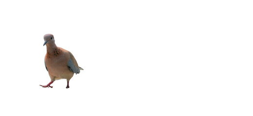 Laughing Dove PNG [Spilopelia senegalensis]. Gentle Pinkish-Brown Pigeon Isolated for Wildlife, Nature, and Ornithology Designs