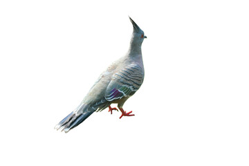 Crested Pigeon with Copy Text Space. Distinctive Bird Element for Nature Posters, Ornithology Designs, and Australian Wildlife Themes. PNG File