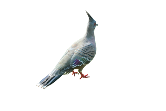 Crested Pigeon with Copy Text Space. Distinctive Bird Element for Nature Posters, Ornithology Designs, and Australian Wildlife Themes. PNG File