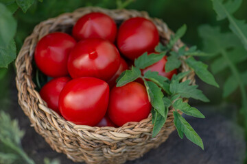 Pepper shaped tomatoes in a wicker  basket utdoors. Tomatoes skin glossy vibrant red. Pepper like...