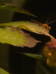 dragonfly on leaf with black background 