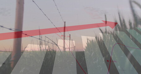 Displaying barbed wire fence posts running across tall crops at sunset, with red arrow overlays