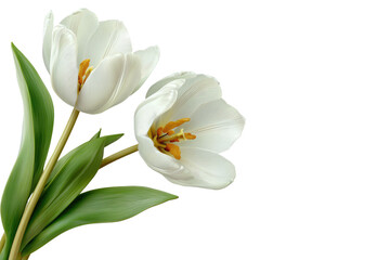 Fototapeta premium Two white tulips with lush green leaves