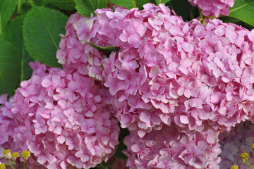 Lush flowering bush of pink hydrangea