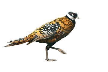 Reeves's Pheasant [Syrmaticus reevesii] Isolated on a White Background with Copy Text Space. Exotic Wild Bird Element for Wildlife Posters, Cultural Themes, and Nature-Inspired Designs. PNG File