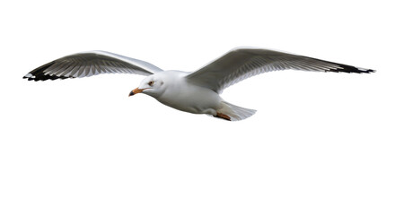 Isolated seagull flying graceful in sky, wings spread, bird in flight motion, freedom, peace