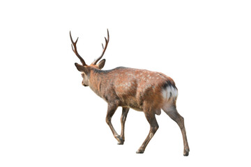 Sika Deer (Cervus nippon) Isolated on a White Background with Copy Text Space. Wildlife Animal Element for Nature Posters, Zoology Themes, and Educational Designs. PNG File