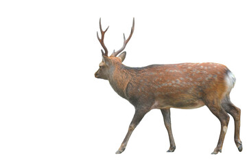 Sika Deer (Cervus nippon) Isolated on a White Background with Copy Text Space. Wildlife Animal Element for Nature Posters, Zoology Themes, and Educational Designs. PNG File