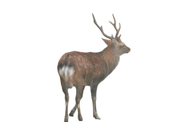 Sika Deer (Cervus nippon) Isolated on a White Background with Copy Text Space. Wildlife Animal Element for Nature Posters, Zoology Themes, and Educational Designs. PNG File