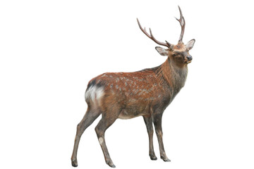 Sika Deer (Cervus nippon) Isolated on a White Background with Copy Text Space. Wildlife Animal Element for Nature Posters, Zoology Themes, and Educational Designs. PNG File