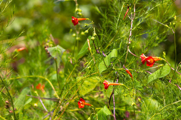Red morning glory (Ipomoea coccinea) also known as Mexican Morning Glory, Red Morning Glory, Red...