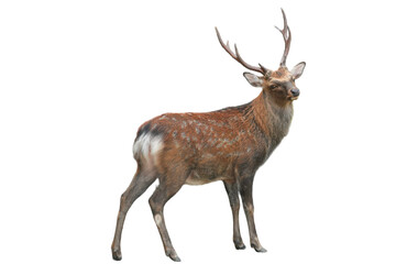 Sika Deer (Cervus nippon) Isolated on a White Background with Copy Text Space. Wildlife Animal Element for Nature Posters, Zoology Themes, and Educational Designs. PNG File