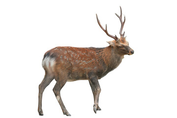 Sika Deer (Cervus nippon) Isolated on a White Background with Copy Text Space. Wildlife Animal Element for Nature Posters, Zoology Themes, and Educational Designs. PNG File