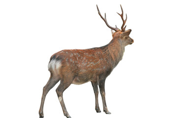 Sika Deer (Cervus nippon) Isolated on a White Background with Copy Text Space. Wildlife Animal Element for Nature Posters, Zoology Themes, and Educational Designs. PNG File