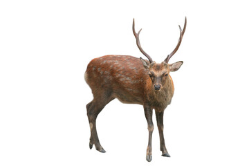Sika Deer (Cervus nippon) Isolated on a White Background with Copy Text Space. Wildlife Animal Element for Nature Posters, Zoology Themes, and Educational Designs. PNG File