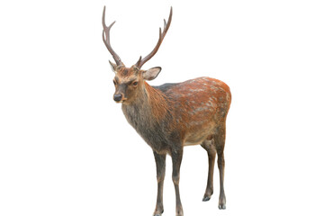 Sika Deer (Cervus nippon) Isolated on a White Background with Copy Text Space. Wildlife Animal Element for Nature Posters, Zoology Themes, and Educational Designs. PNG File
