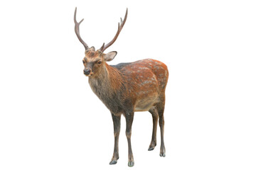 Sika Deer (Cervus nippon) Isolated on a White Background with Copy Text Space. Wildlife Animal...