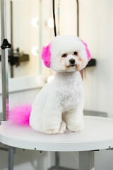A Bichon Frise dog sits on a table in a grooming salon.