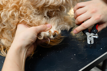 Close-up of dog having nails trimmed with special clippers at grooming salon