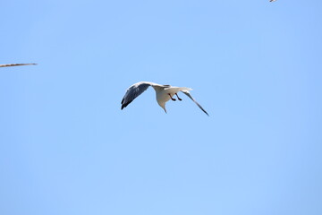 seagull flying in the sky