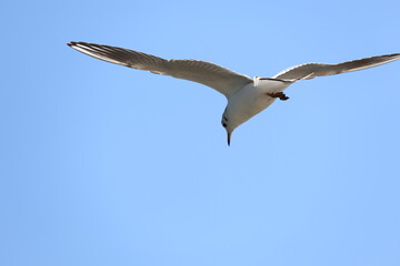 seagull flying in the sky