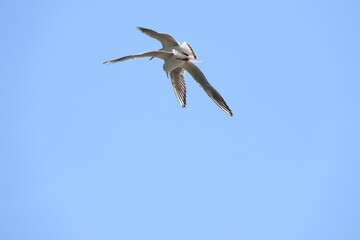 seagull flying in the sky