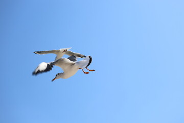 seagull flying in the sky