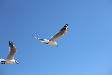 seagull flying in the sky