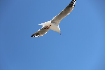 seagull flying in the sky