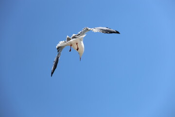 seagull flying in the sky