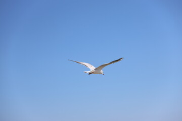 Obraz premium seagull flying in the sky