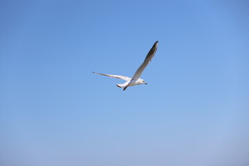 seagull flying in the sky