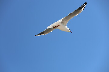 seagull flying in the sky