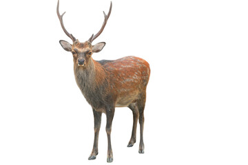 Sika Deer (Cervus nippon) Isolated on a White Background with Copy Text Space. Wildlife Animal Element for Nature Posters, Zoology Themes, and Educational Designs. PNG File