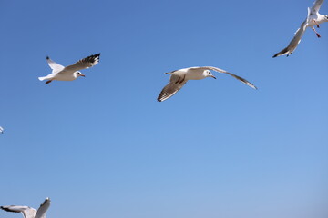seagull flying in the sky