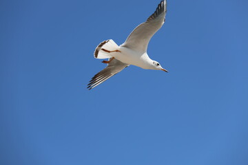 seagull flying in the sky