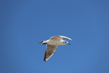 seagull flying in the sky