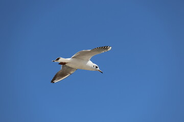 seagull flying in the sky