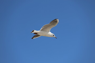 seagull flying in the sky