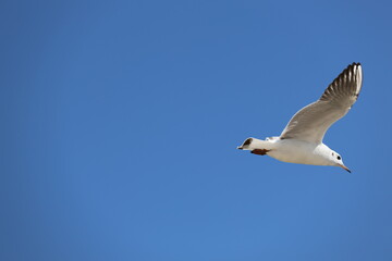seagull on blue sky