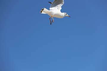 seagull flying in the sky