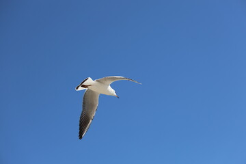 seagull flying in the sky