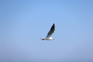 seagull flying in the sky