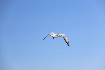seagull flying in the sky