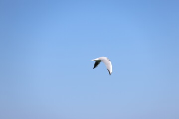 seagull flying in the sky