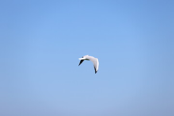 seagull in flight